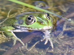 Frosch