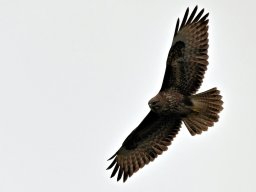 Bussard